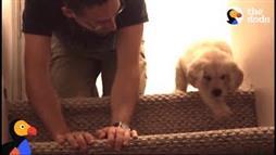 El cachorrito aprende a bajar las escaleras con la ayuda de papá