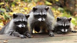 clever raccoons