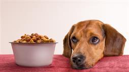 comida seca para perros