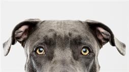 enfermedades oculares en perros