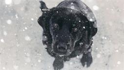 how cold is too cold for dogs
