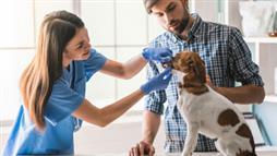 medicina veterinaria convencional