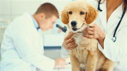 pet health care