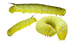 walnut sphinx caterpillar