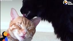 Cole y Marmalade Hacen Videos para Ayudar a Otros Gatitos