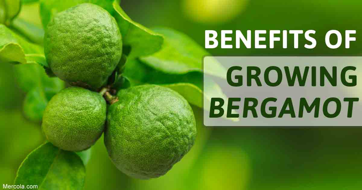 Growing Bergamot How To Grow Bergamot In Your Garden