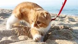 Este gatito visita el mar por primera vez