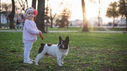 dogs toddlers social intelligence