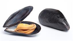 mussels contained opioids
