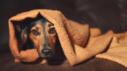 perros con sensibilidad al ruido relacionada con el dolor