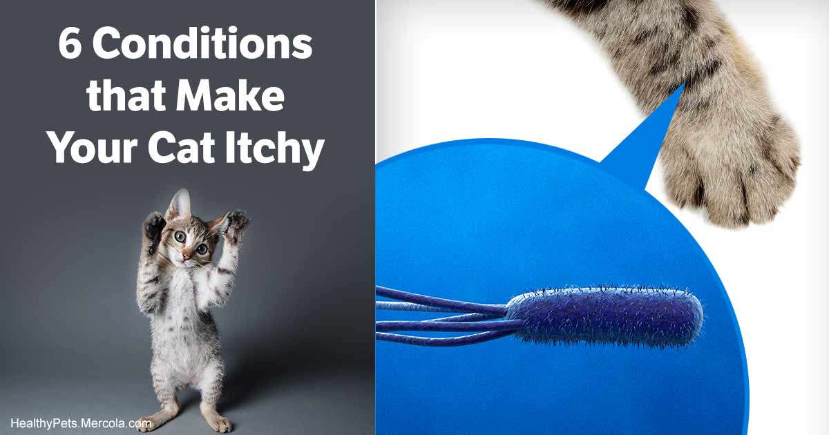 The Different Causes of Itchy Skin in Cats and Dogs