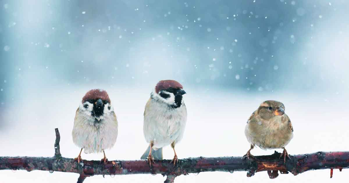 How Wild Animals Survive Freezing Winter Weather
