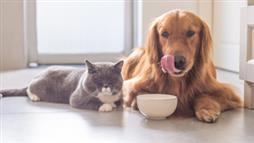 comida para mascotas mayores