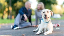 fitness trackers for pets