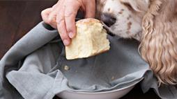 perros pueden detectar olor a gluten