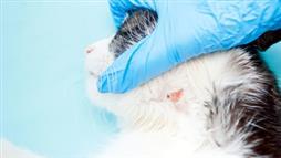 pet fungal infections