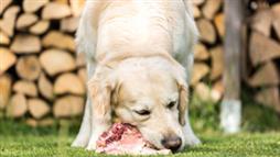 proteina y carne en los alimentos para perros y gatos