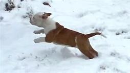 Los cachorritos ven nieve por primera vez