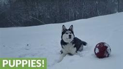 El husky y la primera nevada de la temporada
