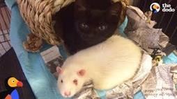 Estos gatitos y ratones crecen como hermanos