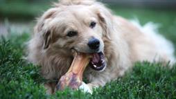 best dog bones