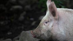 Polluting Pigs Hit With Big Penalty