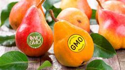 Etiquetado GMO