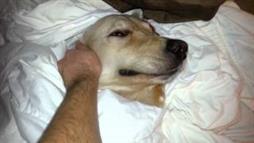 El cachorrito descansa después de la cirugía