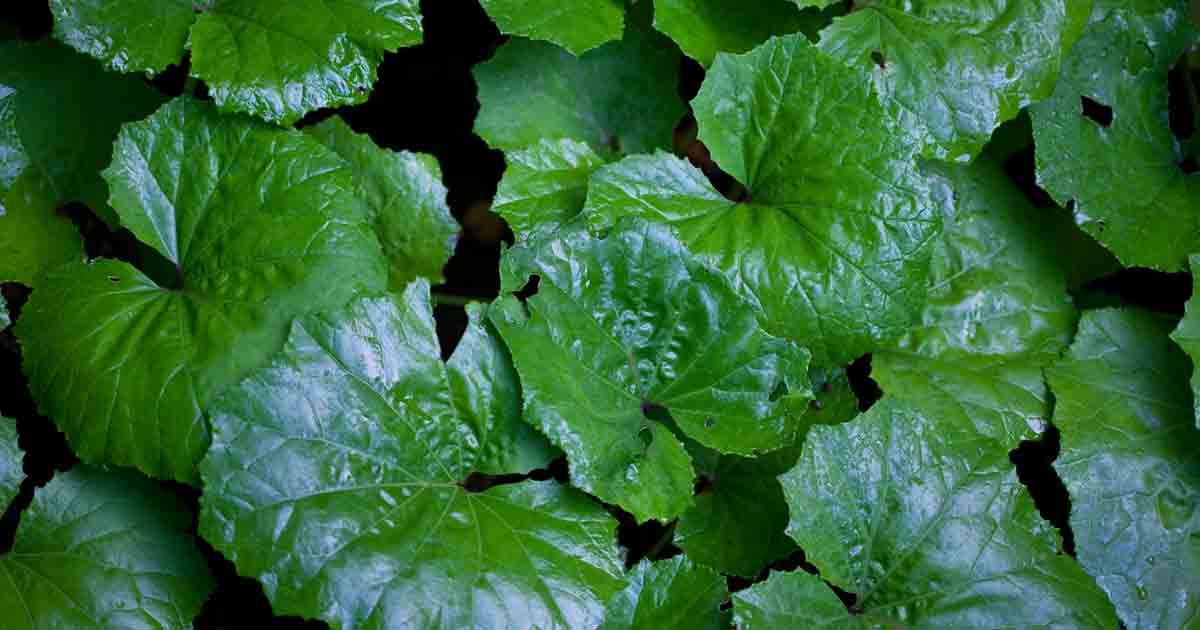 Butterbur for Migraines, Allergies and Other Benefits