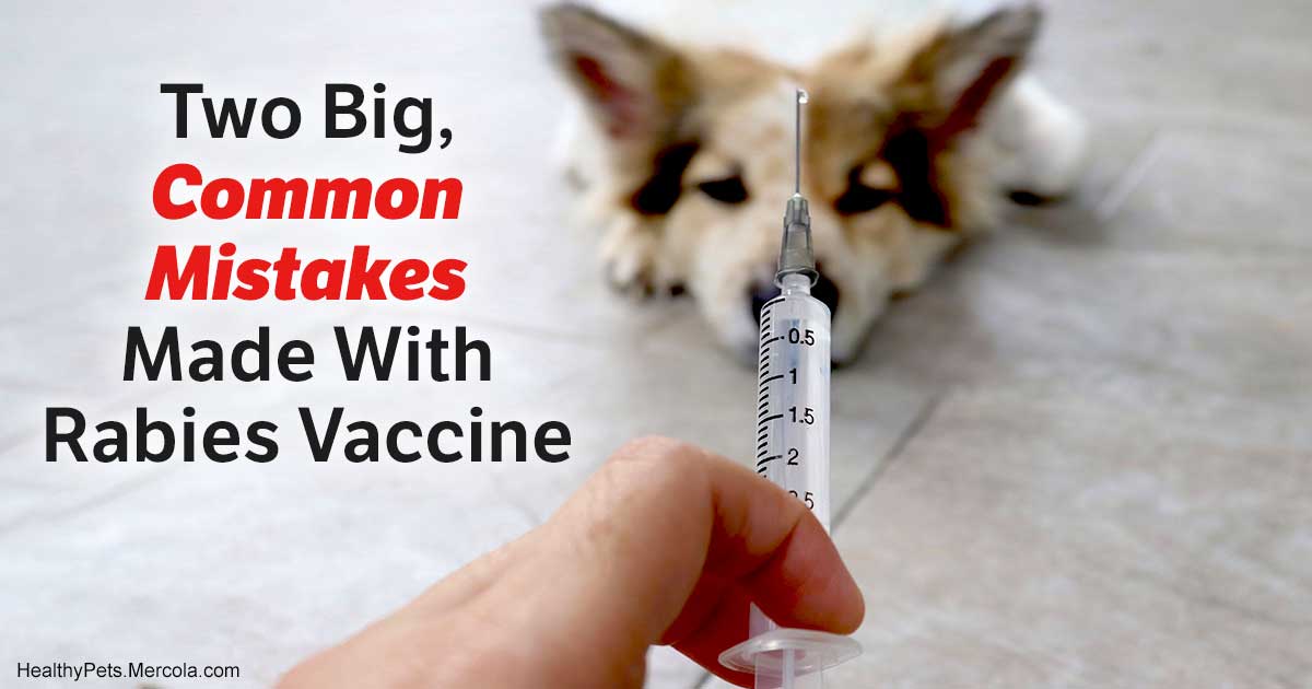 vaccinated dog exposed to rabies