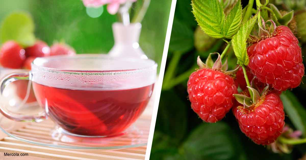 Red Raspberry Leaf Tea Benefits and Nutrition Facts