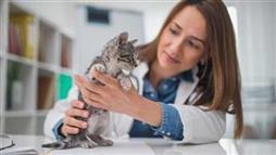 enfermedades comunes en felinos