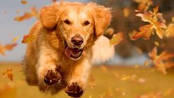 fall and winter pet tips