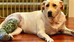 lesión del ligamiento cruzado craneal en perros