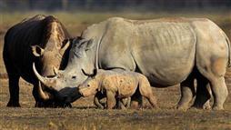 rhino conservation