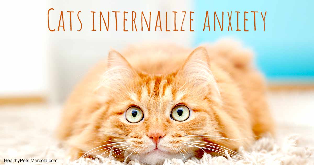 How to Optimize Your Cat’s Environment for His Health and Happiness