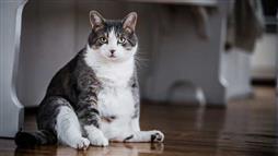 alimento para gatos con sobrepeso