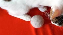 solución para las bolas de pelo en gatos