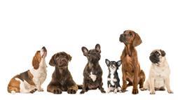 Si te encanta estar en acción, estas 15 razas de perros son las adecuadas para ti