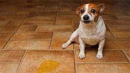 incontinencia urinaria en mascotas
