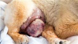 tumores mamarios en mascotas