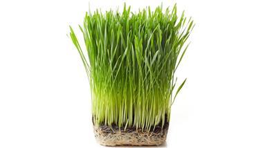 Wheatgrass Nutrition Facts