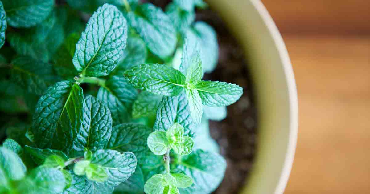 12 organic Red Raripila Mint plant for herbal tea strong flavor calming dental