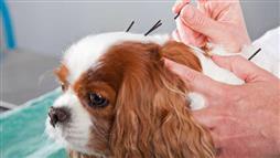 acupuntura en mascotas