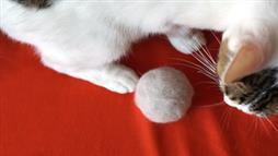 cat hairballs