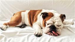 comportamientos de sueño en perros