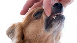 enfermedades dentales en perros y gatos