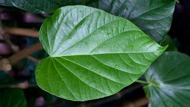 Kava Plant