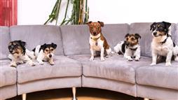 Multi-Dog Households