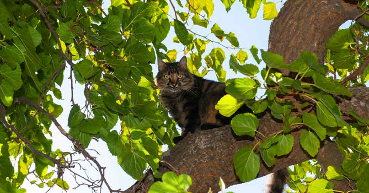 Cat Stuck in a Tree Call a Tree Professional